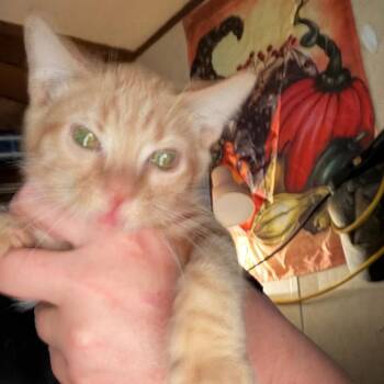 Barry -  American Shorthair Cat for Adoption in Mount Vernon, Arkansas - Barry | PetCurious