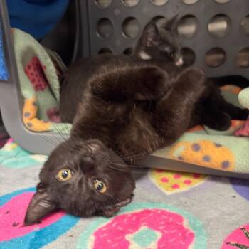Redbull -  Domestic Short Hair Cat for Adoption in Keizer, Oregon - Redbull | PetCurious