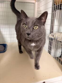 Russian Blue Cats Available for Adoption in Kingsland, Georgia - Stormie | PetCurious