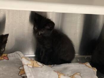 JOHN -  Domestic Short Hair Cat Available for Adoption in Tustin, California - JOHN | PetCurious