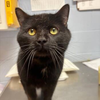 Stan Lee -  Domestic Short Hair Cat for Adoption in Dekalb, Illinois - Stan Lee | PetCurious