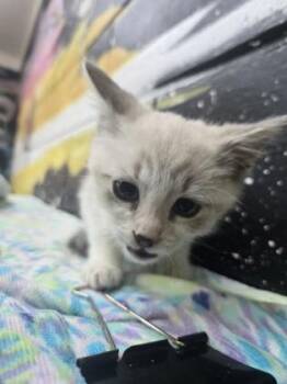 Asparagus -  Siamese and Domestic Short Hair Cat for Adoption in Savannah, Georgia - Asparagus | PetCurious