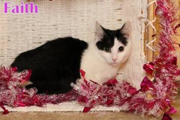 Rescue Domestic Short Hair Cats for Adoption in Houston, Texas - Faith | PetCurious