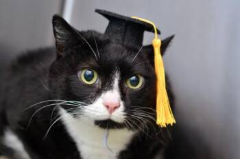 Domestic Short Hair Cats Available for Adoption in Sanford, Florida - Peppy | PetCurious