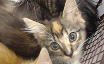 CALI -  Domestic Short Hair Cat for Adoption in Doral, Florida - CALI | PetCurious