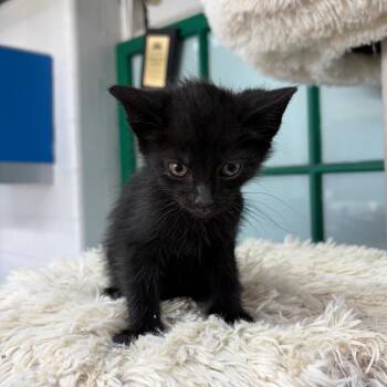 Jolly Rancher -  Domestic Short Hair Cat for Adoption in West Point, Mississippi - Jolly Rancher | PetCurious