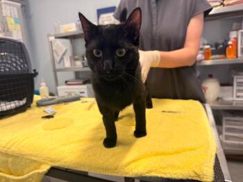 Tatum -  Domestic Short Hair Cat for Adoption in Raleigh, North Carolina - Tatum | PetCurious