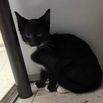 BCSO-Stray-106676_2_3_4 -  American Shorthair Cat for Adoption in Melrose, Florida - BCSO-Stray-106676_2_3_4 | PetCurious