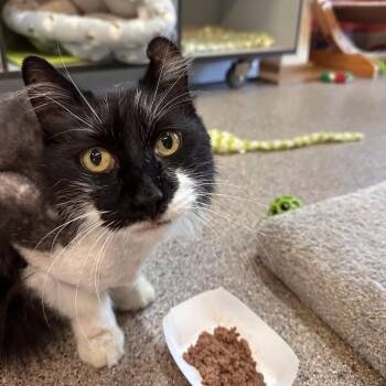 Mika -  Domestic Medium Hair Cat for Adoption in Sarasota, Florida - Mika | PetCurious