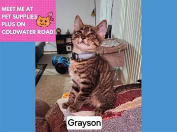 GRAYSON -  Domestic Short Hair Cat for Adoption in Fort Wayne, Indiana - GRAYSON | PetCurious