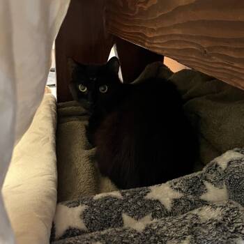 Cantaloupe (g) -  Domestic Short Hair Cat for Adoption in Bedford, New Hampshire - Cantaloupe (g) | PetCurious