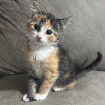 Arabel -  Domestic Medium Hair Cat for Adoption in Marshalltown, Iowa - Arabel | PetCurious