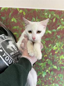 Domestic Short Hair Cats Available for Adoption - PAOLA | PetCurious