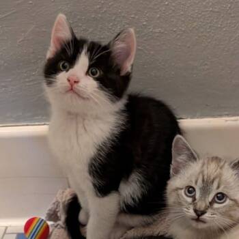 Tuxedo Cats Available for Adoption in Beach Park, Illinois - Mochi | PetCurious