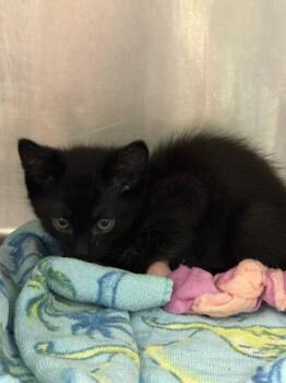 Bertram -  Domestic Short Hair Cat for Adoption in Gainesville, Florida - Bertram | PetCurious