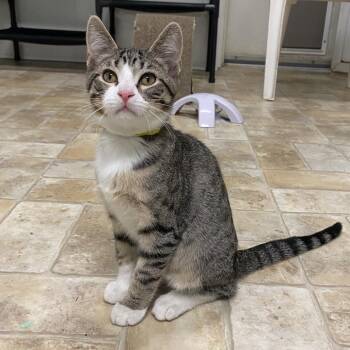 Wayne -  Domestic Short Hair Cat for Adoption in Monroe, Louisiana - Wayne | PetCurious
