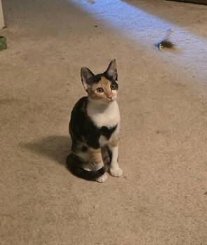 Gidget -  Calico Cat for Adoption in Mansfield, Texas - Gidget | PetCurious