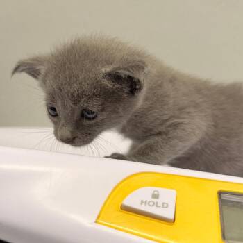 Wall-E -  Domestic Short Hair Cat for Adoption in Tampa, Florida - Wall-E | PetCurious