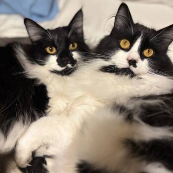 Rescue Ragdoll Cats for Adoption in Fresno, California - Jazzpurr | PetCurious