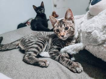 Cyborg -  Tabby Cat for Adoption in Goodyear, Arizona - Cyborg | PetCurious