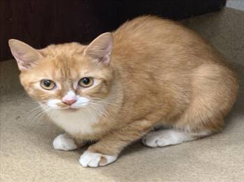 ACTRESS -  Domestic Short Hair Cat for Adoption in Derwood, Maryland - ACTRESS | PetCurious