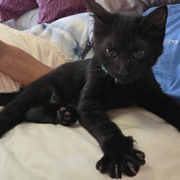 Sable C12077 -  Domestic Short Hair Cat for Adoption - Sable C12077 | PetCurious