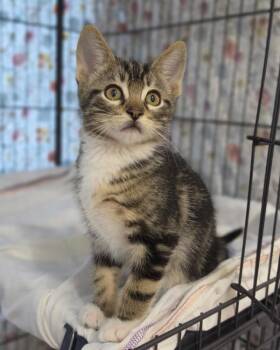 Raj -  Domestic Short Hair Cat for Adoption in Novato, California - Raj | PetCurious