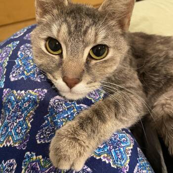 Domestic Short Hair Cats Available for Adoption in Philadelphia, Pennsylvania - Lilou  | PetCurious
