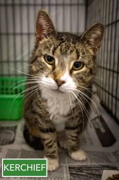 Tabby Cats Available for Adoption - Kerchief (f) (FCID# 01/12/2026 - 512 Trainer) | PetCurious