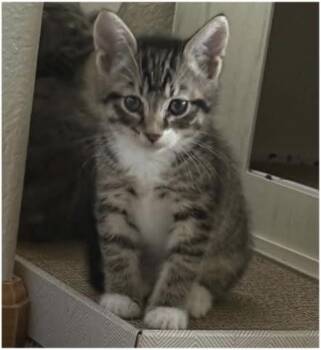 Rocky Road -  Domestic Short Hair Cat for Adoption in Eugene, Oregon - Rocky Road | PetCurious