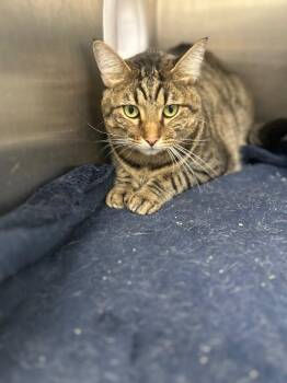 Sandy -  Domestic Short Hair Cat for Adoption in Hartsville, South Carolina - Sandy | PetCurious