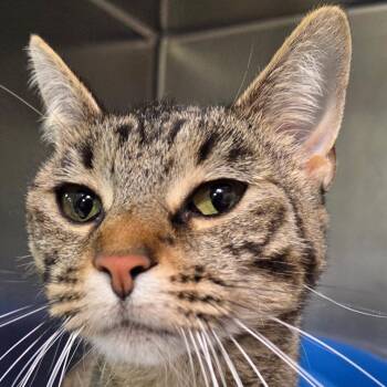 Roe FKA Celeste -  Domestic Short Hair and Mixed Breed Cat for Adoption in Leander, Texas - Roe FKA Celeste | PetCurious