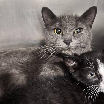 Domestic Medium Hair Cats Available for Adoption in Charleston, West Virginia - Pepper | PetCurious
