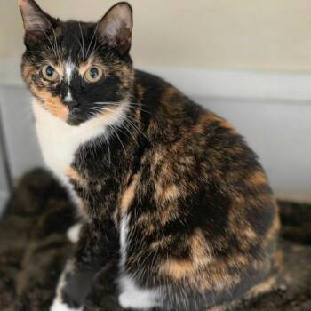Domestic Short Hair Cats Available for Adoption in Newport News, Virginia - Mama Mistletoe/Misty | PetCurious
