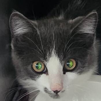 Rescue Domestic Short Hair Cats for Adoption in Cedaredge, Colorado - Dakota | PetCurious