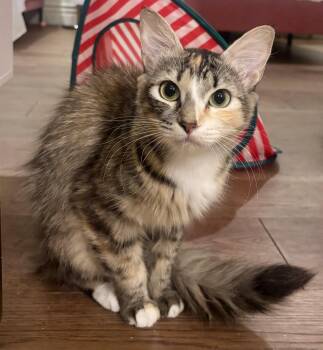 Paprika -  Calico and Domestic Short Hair Cat for Adoption in Phoenix, Arizona - Paprika | PetCurious