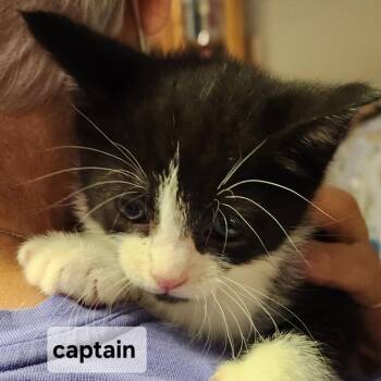 Domestic Medium Hair Cats Available for Adoption in Arizona City, Arizona - F-Captain | PetCurious