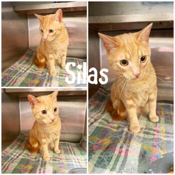 Silas -  Domestic Short Hair Cat for Adoption in Saint James, Missouri - Silas | PetCurious