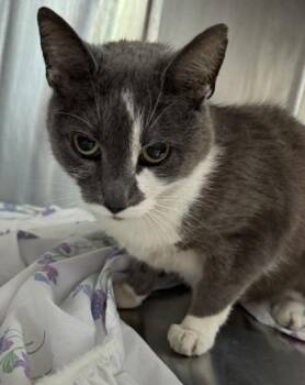 Sophia -  Domestic Short Hair Cat for Adoption in West Chester, Pennsylvania - Sophia | PetCurious
