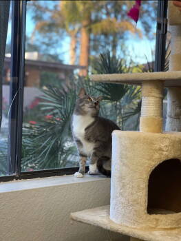Rescue Domestic Short Hair Cats for Adoption in Phoenix, Arizona - Cloud | PetCurious