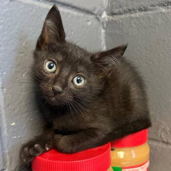 TUSC-Stray-85398_2_3_4_5_6 -  Domestic Short Hair Cat for Adoption in Tuscaloosa, Alabama - TUSC-Stray-85398_2_3_4_5_6 | PetCurious