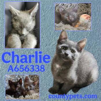 CHARLIE -  Domestic Short Hair Cat for Adoption in Houston, Texas - CHARLIE | PetCurious
