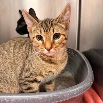 Joon -  Domestic Short Hair Cat for Adoption in Indianapolis, Indiana - Joon | PetCurious