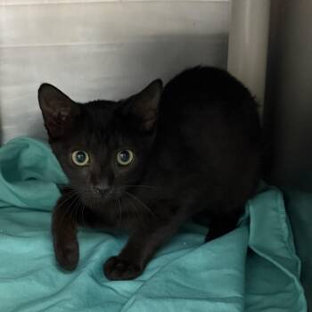 Pesto 54274 -  Domestic Short Hair Cat for Adoption in Las Vegas, Nevada - Pesto 54274 | PetCurious