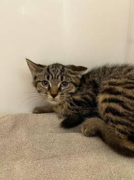 Kinoa -  Domestic Short Hair Cat for Adoption in Delson, Quebec - Kinoa | PetCurious