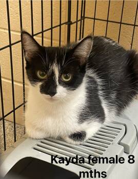 Domestic Short Hair Cats Available for Adoption in Fort Payne, Alabama - Kayda | PetCurious