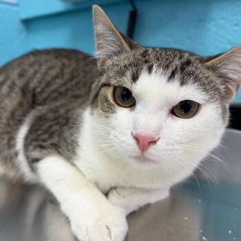 Fritz -  Domestic Short Hair Cat for Adoption in Philadelphia, Pennsylvania - Fritz | PetCurious