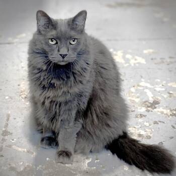 Domestic Long Hair Cats Available for Adoption - Shadow Roxy | PetCurious