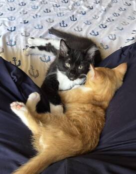 Soy -  Domestic Medium Hair Cat for Adoption in Albuquerque, New Mexico - Soy | PetCurious