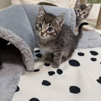 Peanut -  Domestic Short Hair Cat for Adoption in Chisholm, Minnesota - Peanut | PetCurious